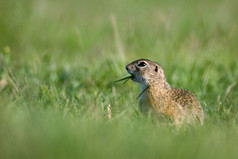 草丛中的gopher