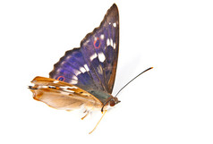 Swallowtail燕尾