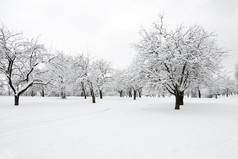在冬季一天在公园中的树木