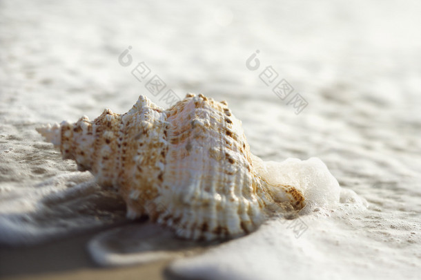 在波浪中的海螺壳.