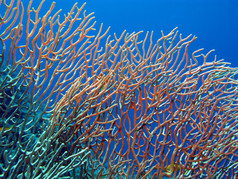 与海洋生物柳珊瑚