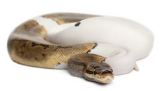 女性的条纹斑皇家 python，球蟒蛇，蟒蛇丽君，14 个月大，在白色背景前