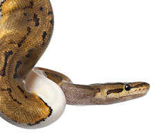 女条纹特写皮耶皇家 python，球蟒蛇，蟒蛇丽君，14 个月大，在白色背景前