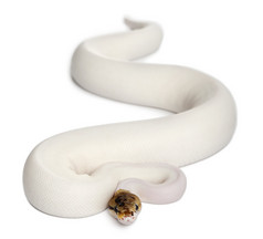女性皮耶蜘蛛皇家 python，球蟒蛇，蟒蛇丽君，18 个月大，在白色背景前