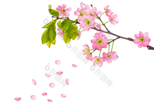 粉色的樱桃花和飞花