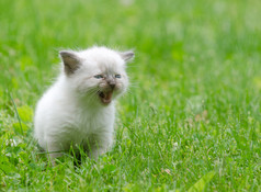 可爱的小猫在草地上