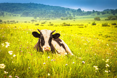 奶牛在绿色的夏季牧场上吃草