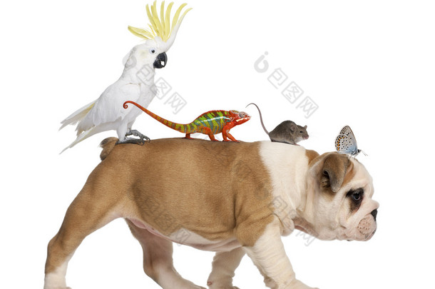 <strong>英国牛头犬</strong>小狗，2 个月大，携带大嘴鸟、 变色龙、 大鼠和白色背景下走的蝴蝶