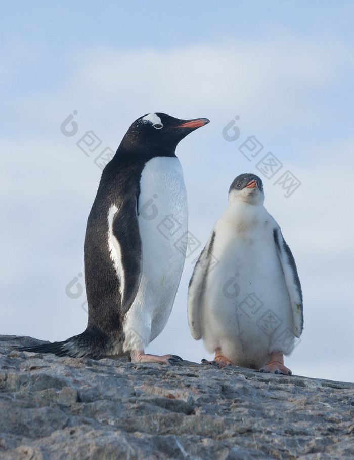 小鸡和女性 gentoo 企鹅.