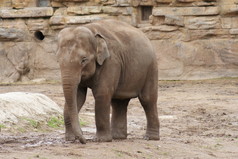 亚洲大象-亚洲象属 maximus