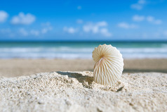 与大海、 沙滩和海景纸鹦鹉螺贝壳