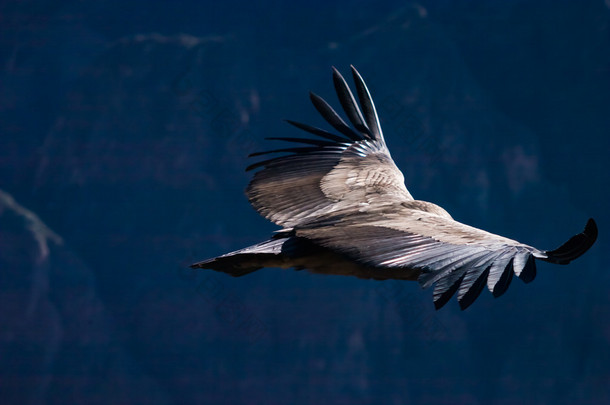 神鹰飞翔在 colca 峡谷