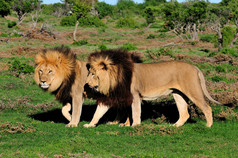 两个喀拉哈里沙漠的狮子、 中药利奥，在阿多大象国民
