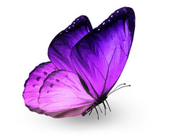 紫蝴蝶，孤立在白色