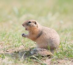 Gopher (地面松鼠)