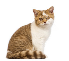 英国短毛猫小猫，3.5 个月老，坐，看着在白色背景前的相机