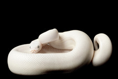 蓝眼睛的 leucistic 球 python