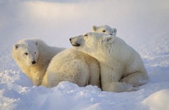北极熊幼崽母猪
