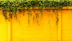黄色墙壁与树叶