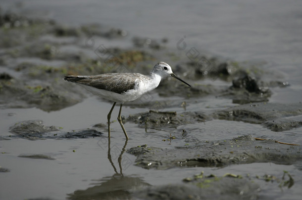 沼泽矶鹬 stagnatilis