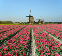 郁金香和风车在荷兰