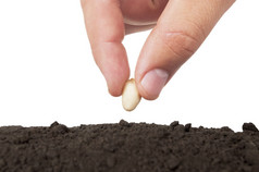 种植种子在土壤中的手