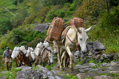 一个牧羊人带马帮驴搬运沉重物品