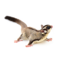 Sugarglider