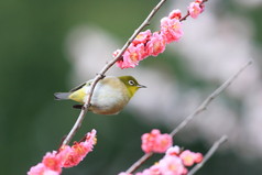 日本绿绣眼 （两竹节) 与日本的樱花背景