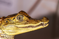 鳄鱼的头，眼睛的特写选择性焦点