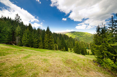绿花草甸在喀尔巴阡山