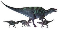 慈母龙恐龙，婴儿