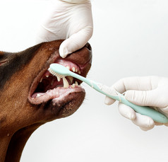 清洁牙齿的兽医控制杜伯文犬