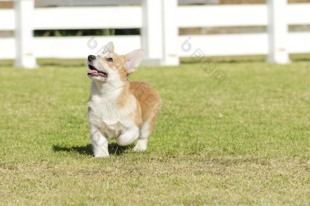 彭布罗克威尔士柯基犬图片