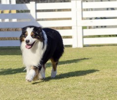 澳大利亚牧羊犬