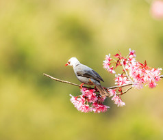 樱花上的小鸟