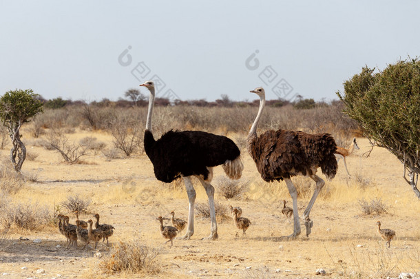 鸵鸟与鸡，鸵鸟双峰，在纳米比亚的家庭