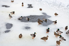 群鸭在冰冻的湖面的冰洞附近