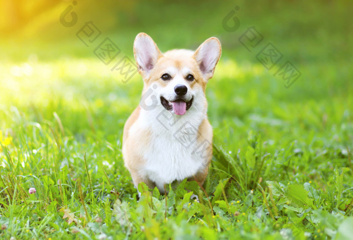 在草地上的阳光狗威尔士科基犬彭布罗克图片-包图网企业站
