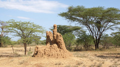 白蚁巢穴，埃塞俄比亚，非洲