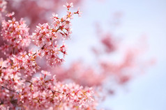 在春天的时候，樱花樱花