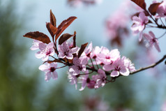 春天，浅深粉色梅花领域的分支