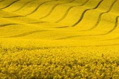 Yellow rapeseed field with wavy abstract landscape pattern. Yellow undulating fields of crops. Sprin
