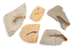 六鱼化石
