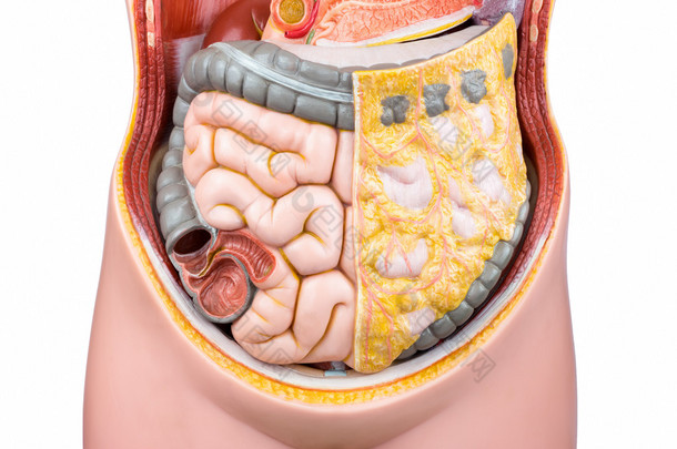 人类肠道或<strong>肠子</strong>的人工模型