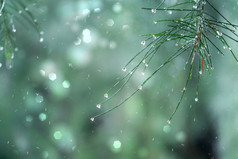 美丽片段的松枝在滴雨