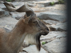 男 markhor (普拉法尔科内里)