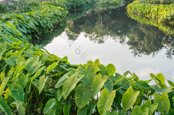 领域的绿色大象耳叶 (<strong>香芋</strong>)