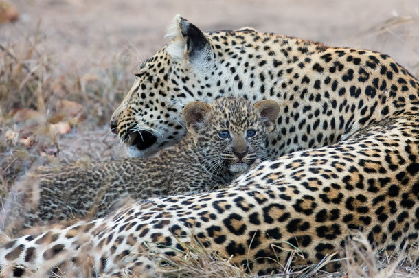 豹母亲照顾她的幼崽在收集黑暗