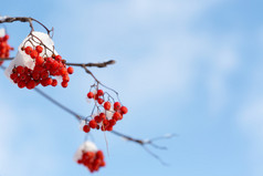 冻结的雪下的 rowanberry